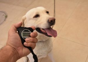 comment s'organiser avec un TDA chronometre chien tire la langue